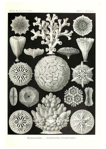 Reproducción/Reproduction 6197834362: Kunstformen der Natur Leipzig und Wien :Verlag des Bibliographischen Instituts,1904