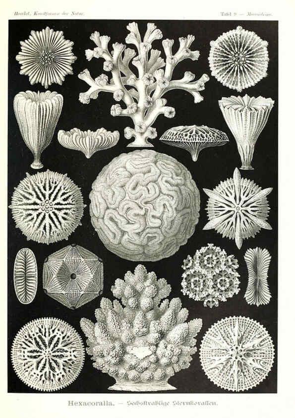 Reproducción/Reproduction 6197834362: Kunstformen der Natur Leipzig und Wien :Verlag des Bibliographischen Instituts,1904