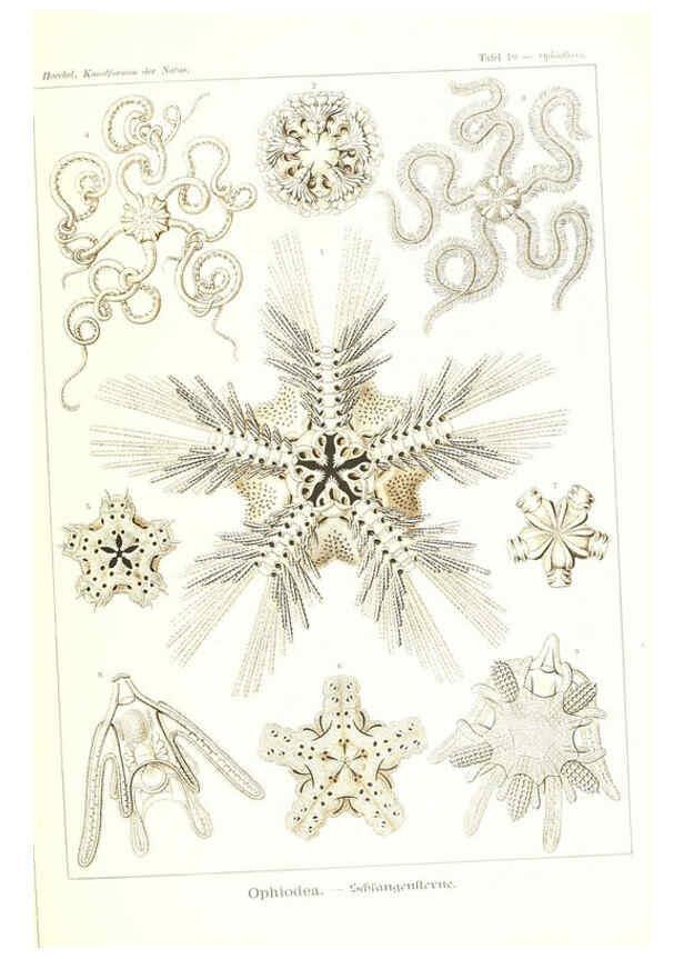 Reproducción/Reproduction 6197834510: Kunstformen der Natur Leipzig und Wien :Verlag des Bibliographischen Instituts,1904