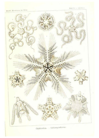 Reproducción/Reproduction 6197834510: Kunstformen der Natur Leipzig und Wien :Verlag des Bibliographischen Instituts,1904