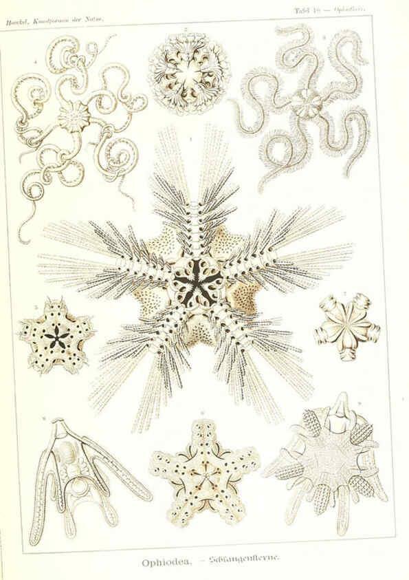 Reproducción/Reproduction 6197834510: Kunstformen der Natur Leipzig und Wien :Verlag des Bibliographischen Instituts,1904