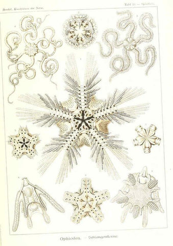Reproducción/Reproduction 6197834510: Kunstformen der Natur Leipzig und Wien :Verlag des Bibliographischen Instituts,1904