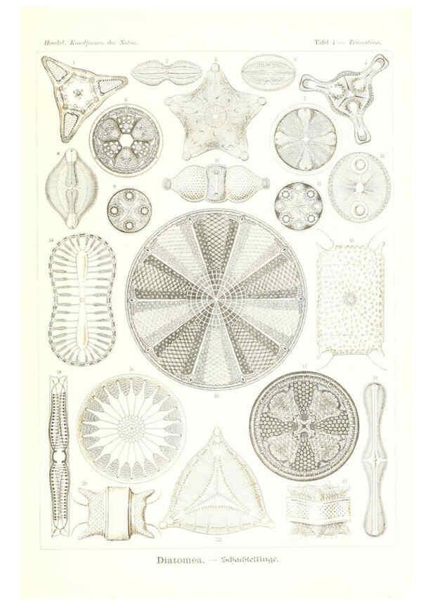 Reproducción/Reproduction 6197314075: Kunstformen der Natur Leipzig und Wien :Verlag des Bibliographischen Instituts,1904