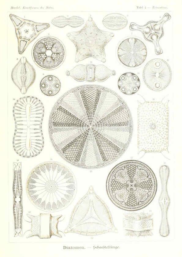 Reproducción/Reproduction 6197314075: Kunstformen der Natur Leipzig und Wien :Verlag des Bibliographischen Instituts,1904
