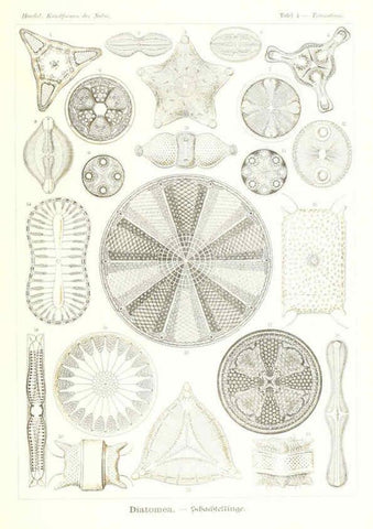Reproducción/Reproduction 6197314075: Kunstformen der Natur Leipzig und Wien :Verlag des Bibliographischen Instituts,1904