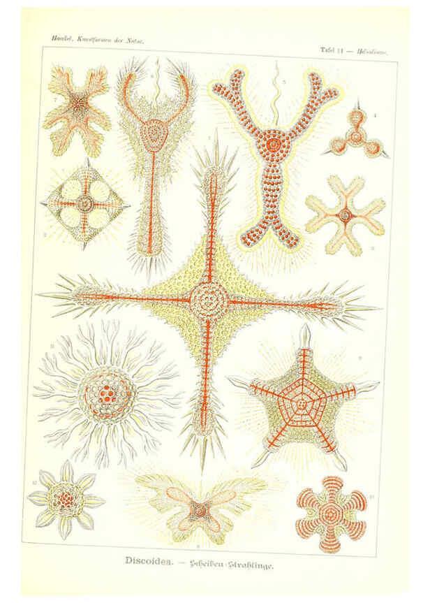 Reproducción/Reproduction 6197315325: Kunstformen der Natur Leipzig und Wien :Verlag des Bibliographischen Instituts,1904