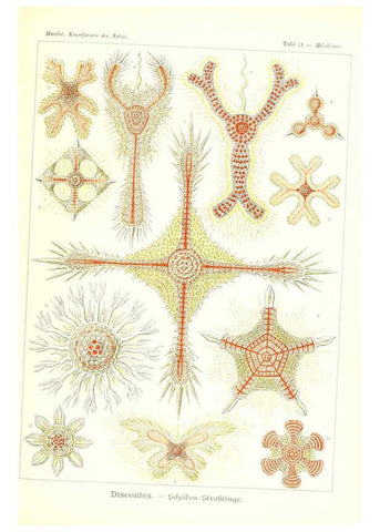 Reproducción/Reproduction 6197315325: Kunstformen der Natur Leipzig und Wien :Verlag des Bibliographischen Instituts,1904