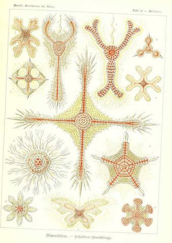Reproducción/Reproduction 6197315325: Kunstformen der Natur Leipzig und Wien :Verlag des Bibliographischen Instituts,1904