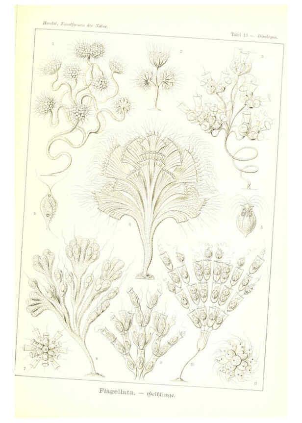 Reproducción/Reproduction 6197315587: Kunstformen der Natur Leipzig und Wien :Verlag des Bibliographischen Instituts,1904