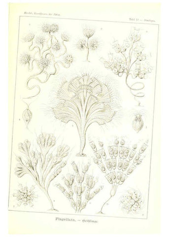 Reproducción/Reproduction 6197315587: Kunstformen der Natur Leipzig und Wien :Verlag des Bibliographischen Instituts,1904