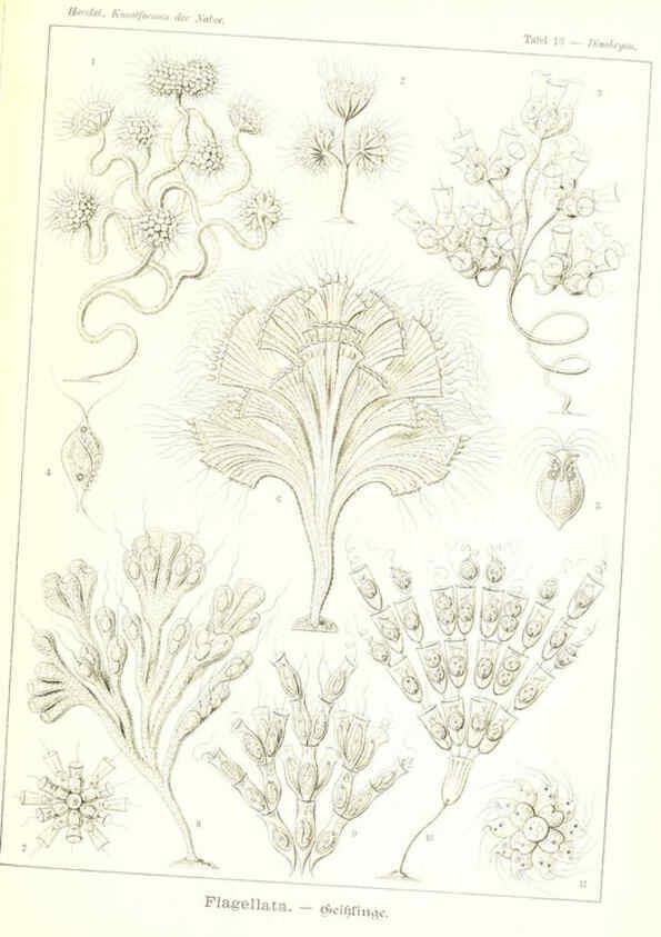 Reproducción/Reproduction 6197315587: Kunstformen der Natur Leipzig und Wien :Verlag des Bibliographischen Instituts,1904