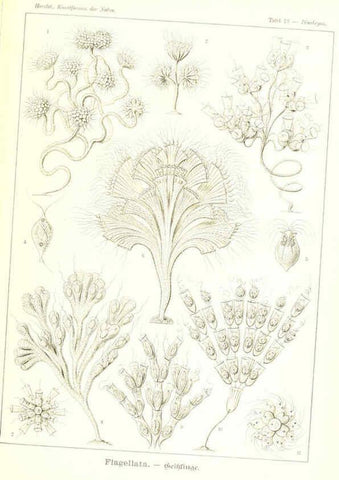 Reproducción/Reproduction 6197315587: Kunstformen der Natur Leipzig und Wien :Verlag des Bibliographischen Instituts,1904