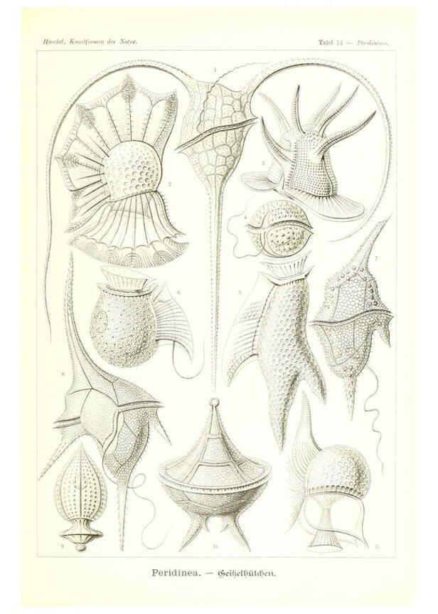 Reproducción/Reproduction 6197835044: Kunstformen der Natur Leipzig und Wien :Verlag des Bibliographischen Instituts,1904