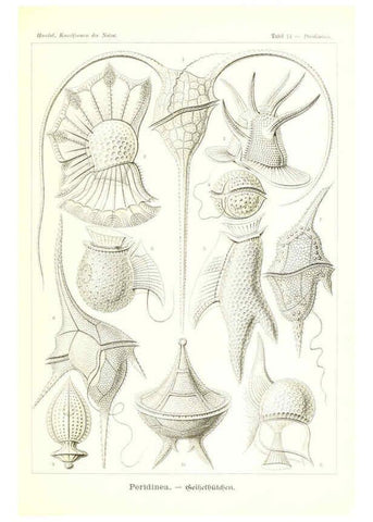 Reproducción/Reproduction 6197835044: Kunstformen der Natur Leipzig und Wien :Verlag des Bibliographischen Instituts,1904