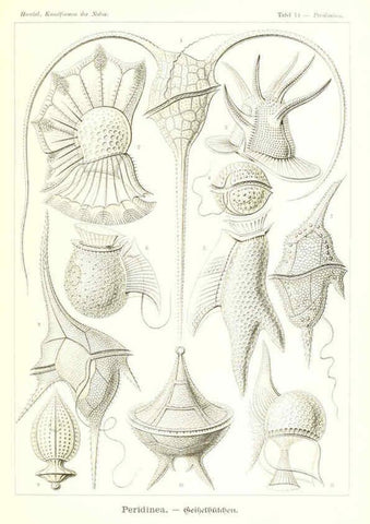 Reproducción/Reproduction 6197835044: Kunstformen der Natur Leipzig und Wien :Verlag des Bibliographischen Instituts,1904