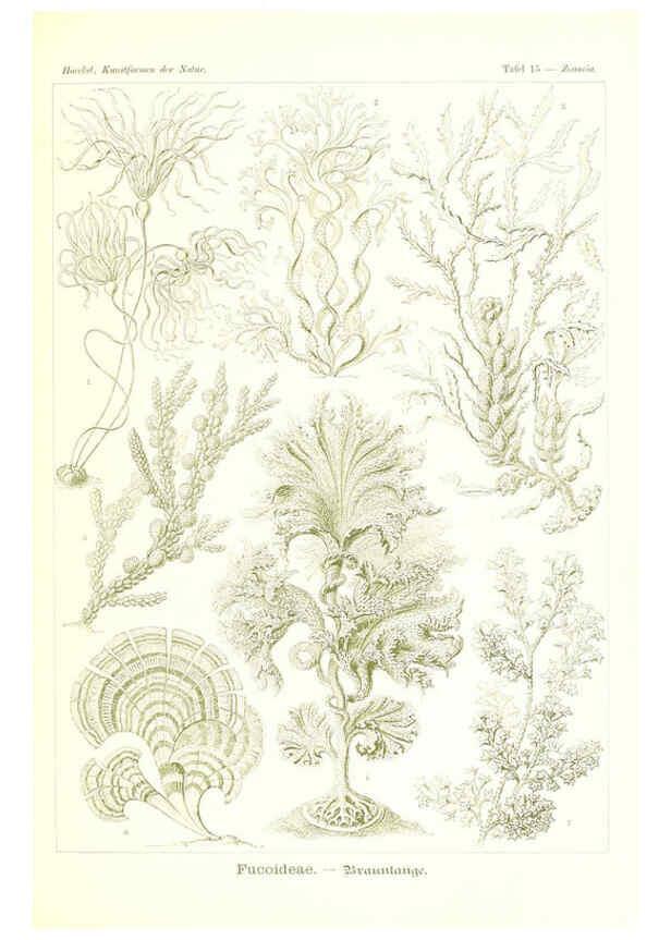 Reproducción/Reproduction 6197835198: Kunstformen der Natur Leipzig und Wien :Verlag des Bibliographischen Instituts,1904