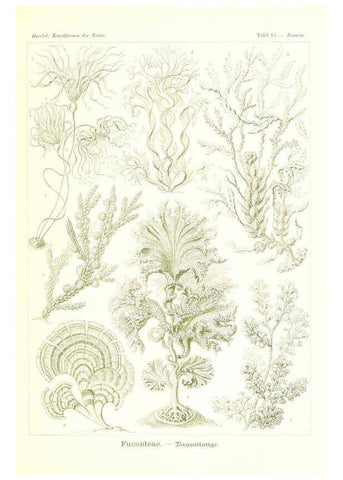 Reproducción/Reproduction 6197835198: Kunstformen der Natur Leipzig und Wien :Verlag des Bibliographischen Instituts,1904