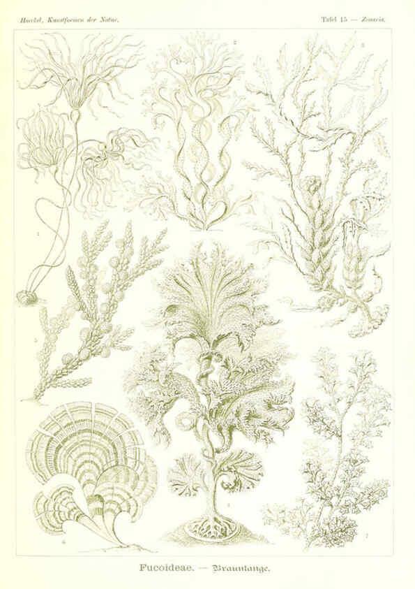 Reproducción/Reproduction 6197835198: Kunstformen der Natur Leipzig und Wien :Verlag des Bibliographischen Instituts,1904