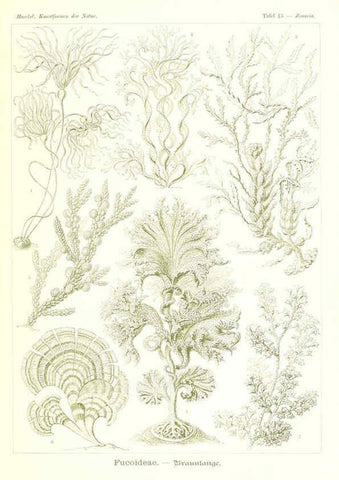 Reproducción/Reproduction 6197835198: Kunstformen der Natur Leipzig und Wien :Verlag des Bibliographischen Instituts,1904