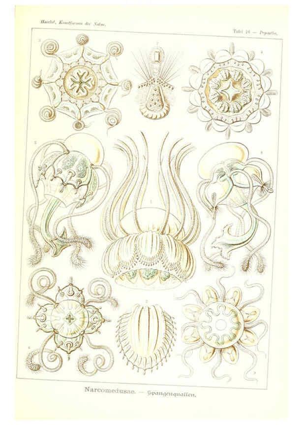 Reproducción/Reproduction 6197315971: Kunstformen der Natur Leipzig und Wien :Verlag des Bibliographischen Instituts,1904
