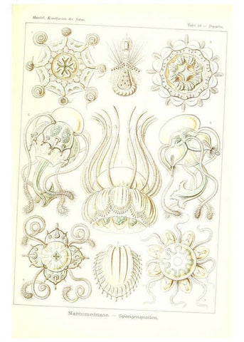 Reproducción/Reproduction 6197315971: Kunstformen der Natur Leipzig und Wien :Verlag des Bibliographischen Instituts,1904