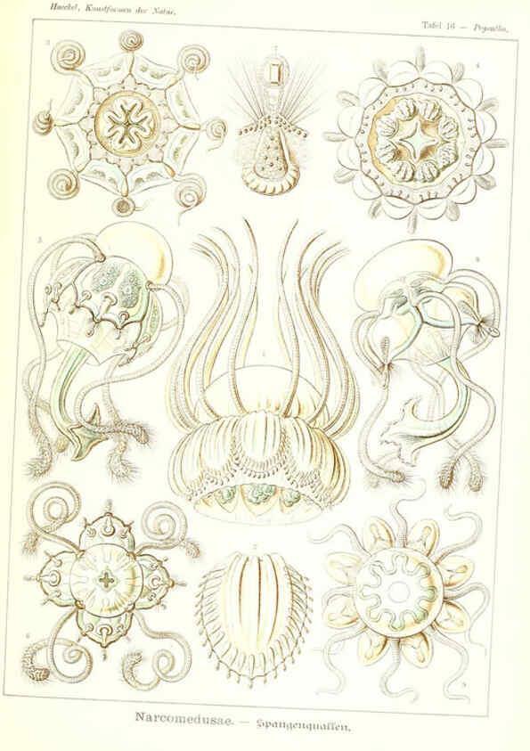 Reproducción/Reproduction 6197315971: Kunstformen der Natur Leipzig und Wien :Verlag des Bibliographischen Instituts,1904