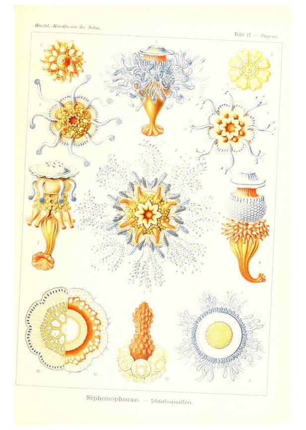 Reproducción/Reproduction 6197835492: Kunstformen der Natur Leipzig und Wien :Verlag des Bibliographischen Instituts,1904