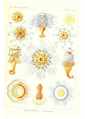 Reproducción/Reproduction 6197835492: Kunstformen der Natur Leipzig und Wien :Verlag des Bibliographischen Instituts,1904