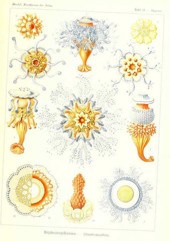 Reproducción/Reproduction 6197835492: Kunstformen der Natur Leipzig und Wien :Verlag des Bibliographischen Instituts,1904