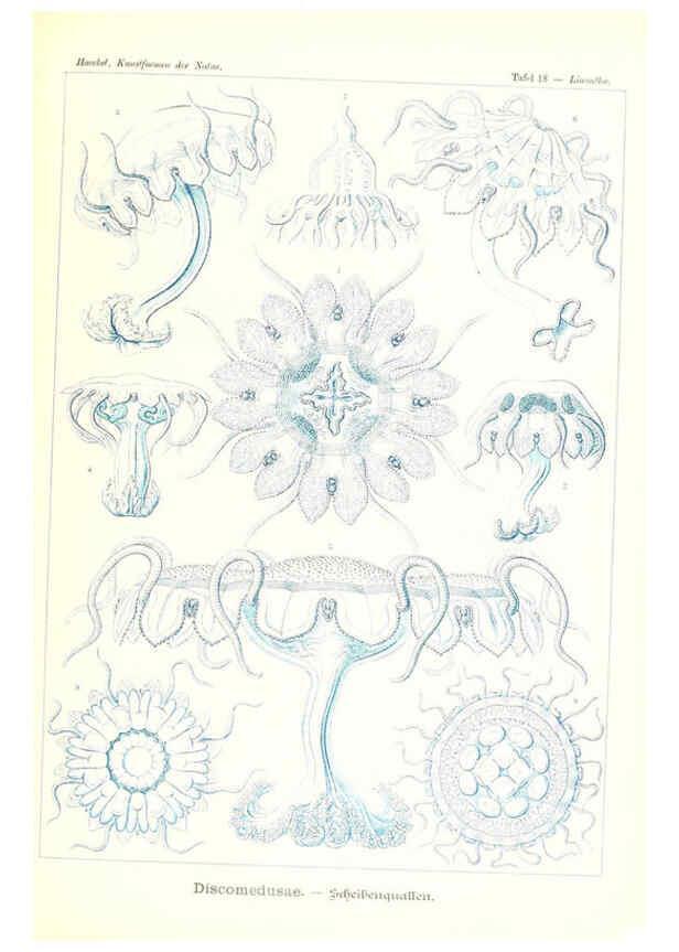 Reproducción/Reproduction 6197835612: Kunstformen der Natur Leipzig und Wien :Verlag des Bibliographischen Instituts,1904