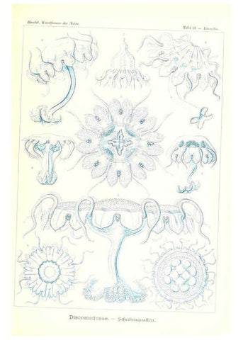 Reproducción/Reproduction 6197835612: Kunstformen der Natur Leipzig und Wien :Verlag des Bibliographischen Instituts,1904