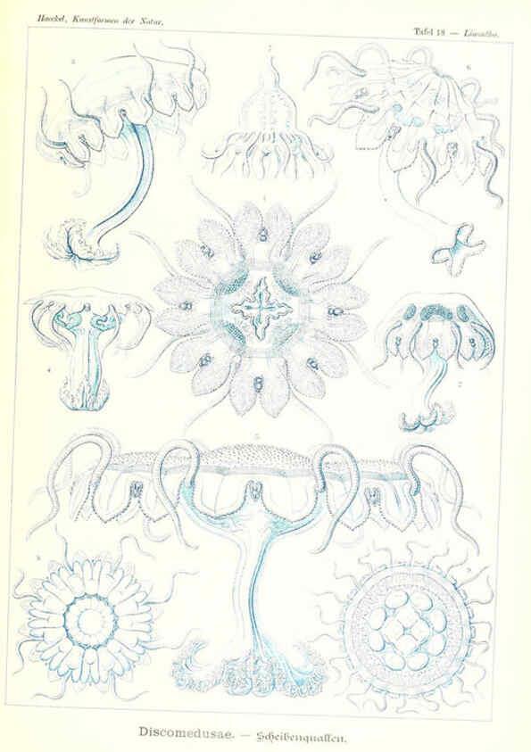 Reproducción/Reproduction 6197835612: Kunstformen der Natur Leipzig und Wien :Verlag des Bibliographischen Instituts,1904