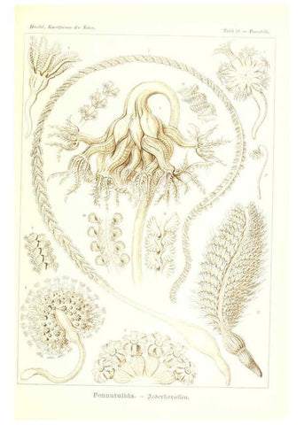 Reproducción/Reproduction 6197835748: Kunstformen der Natur Leipzig und Wien :Verlag des Bibliographischen Instituts,1904