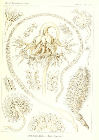 Reproducción/Reproduction 6197835748: Kunstformen der Natur Leipzig und Wien :Verlag des Bibliographischen Instituts,1904