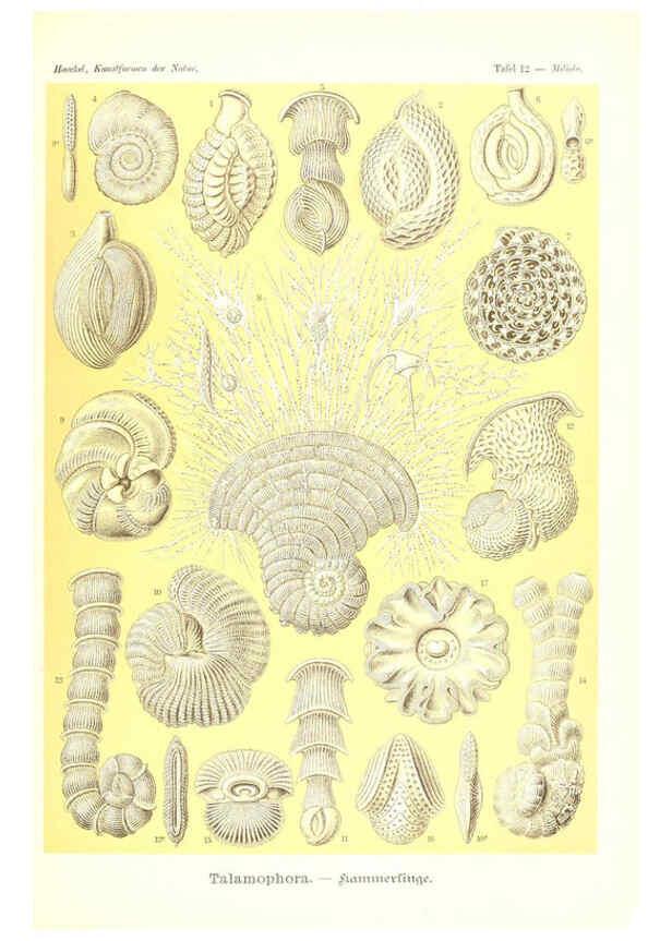 Reproducción/Reproduction 6197315463: Kunstformen der Natur Leipzig und Wien :Verlag des Bibliographischen Instituts,1904