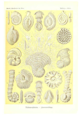 Reproducción/Reproduction 6197315463: Kunstformen der Natur Leipzig und Wien :Verlag des Bibliographischen Instituts,1904