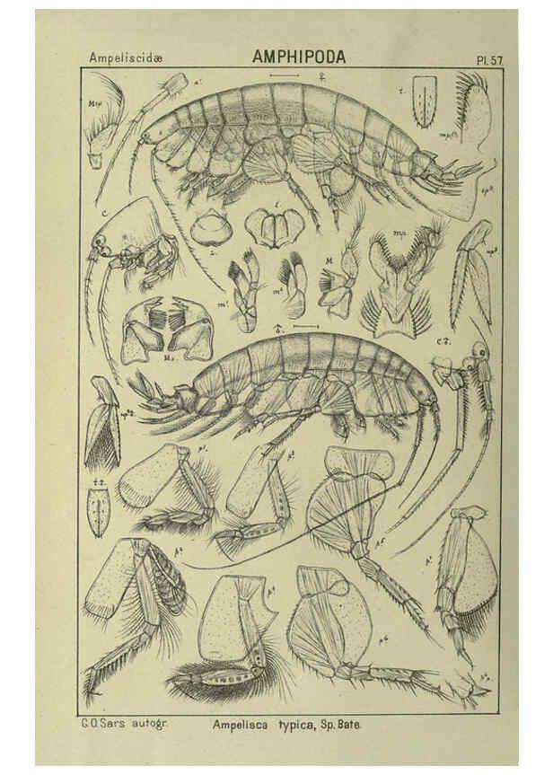 Reproducción/Reproduction 6195449138: An account of the Crustacea of Norway. v.1 Amphipoda (plates) Christiania,A. Cammermeyer,1895-1928