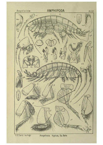 Reproducción/Reproduction 6195449138: An account of the Crustacea of Norway. v.1 Amphipoda (plates) Christiania,A. Cammermeyer,1895-1928