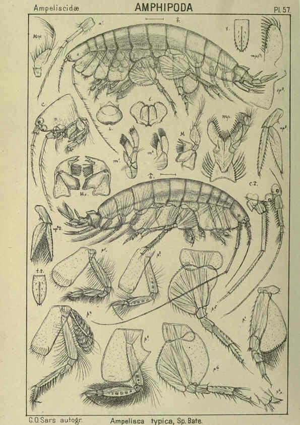 Reproducción/Reproduction 6195449138: An account of the Crustacea of Norway. v.1 Amphipoda (plates) Christiania,A. Cammermeyer,1895-1928