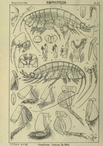 Reproducción/Reproduction 6195449138: An account of the Crustacea of Norway. v.1 Amphipoda (plates) Christiania,A. Cammermeyer,1895-1928