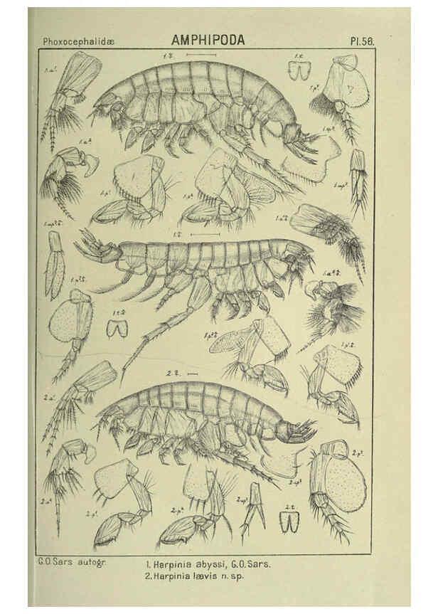 Reproducción/Reproduction 6195448926: An account of the Crustacea of Norway. v.1 Amphipoda (plates) Christiania,A. Cammermeyer,1895-1928