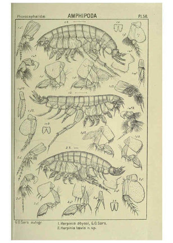 Reproducción/Reproduction 6195448926: An account of the Crustacea of Norway. v.1 Amphipoda (plates) Christiania,A. Cammermeyer,1895-1928