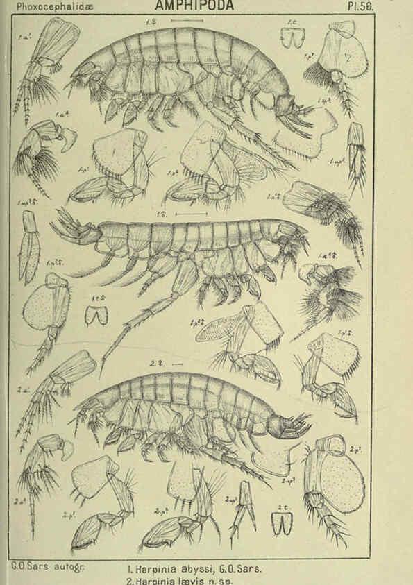 Reproducción/Reproduction 6195448926: An account of the Crustacea of Norway. v.1 Amphipoda (plates) Christiania,A. Cammermeyer,1895-1928