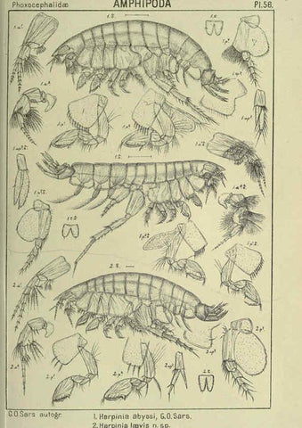 Reproducción/Reproduction 6195448926: An account of the Crustacea of Norway. v.1 Amphipoda (plates) Christiania,A. Cammermeyer,1895-1928