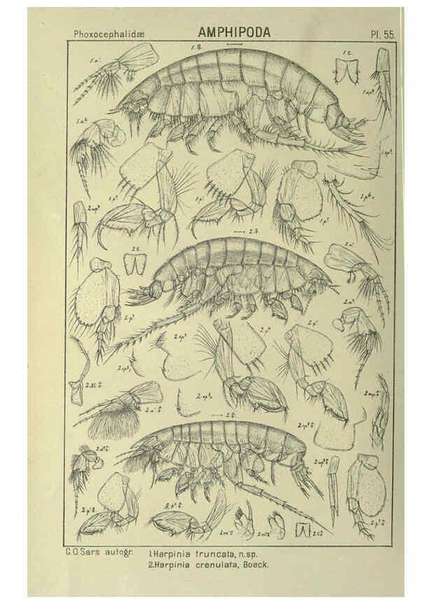 Reproducción/Reproduction 6195448732: An account of the Crustacea of Norway. v.1 Amphipoda (plates) Christiania,A. Cammermeyer,1895-1928