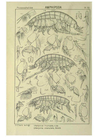 Reproducción/Reproduction 6195448732: An account of the Crustacea of Norway. v.1 Amphipoda (plates) Christiania,A. Cammermeyer,1895-1928