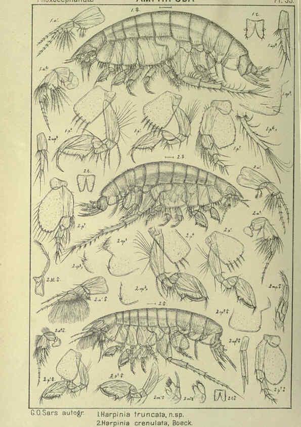 Reproducción/Reproduction 6195448732: An account of the Crustacea of Norway. v.1 Amphipoda (plates) Christiania,A. Cammermeyer,1895-1928