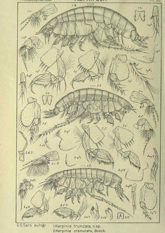 Reproducción/Reproduction 6195448732: An account of the Crustacea of Norway. v.1 Amphipoda (plates) Christiania,A. Cammermeyer,1895-1928