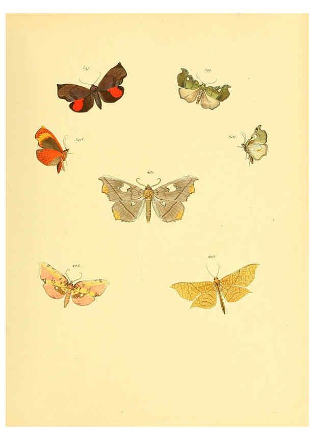 Reproducción/Reproduction 6140458932: Sammlung neuer oder wenig bekannter aussereuropäischer Schmetterlinge. Bd.1. Regensburg :G.J. Manz,1850/1858 [i.e. 1858-1869]