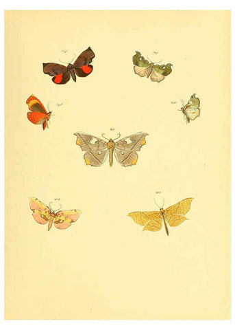 Reproducción/Reproduction 6140458932: Sammlung neuer oder wenig bekannter aussereuropäischer Schmetterlinge. Bd.1. Regensburg :G.J. Manz,1850/1858 [i.e. 1858-1869]